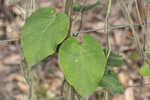 Florida milkvine